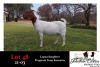 1X BOER GOAT OOI/EWE STUD JONATHAN CARLSON BOERBOKSTOET - 2