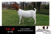 1X BOER GOAT OOI/EWE STUD JONATHAN CARLSON BOERBOKSTOET - 3