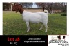 1X BOER GOAT OOI/EWE STUD JONATHAN CARLSON BOERBOKSTOET - 4