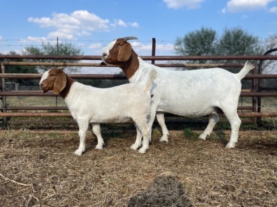 1+1X BOER GOAT OOI/EWE STUD KIERIES BOERBOKSTOET