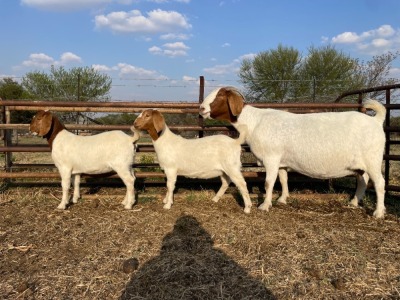 1+2X BOER GOAT OOI/EWE FLOCK KIERIES BOERBOKSTOET