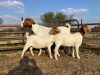 1+2X BOER GOAT OOI/EWE FLOCK KIERIES BOERBOKSTOET - 2