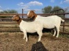 1+1X BOER GOAT OOI/EWE FLOCK KIERIES BOERBOKSTOET