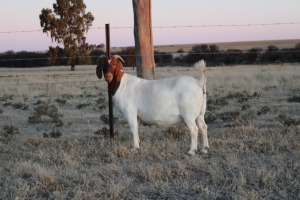 1X BOER GOAT OOI/EWE STUD KNIPMES BOERBOKSTOET