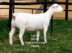 LOT 65 1X WHITE DORPER Larry Snyders TYPE 5