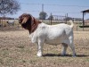 1X BOER GOAT RAM FLOCK KNIPMES BOERBOKSTOET