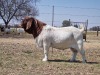 1X BOER GOAT RAM FLOCK KNIPMES BOERBOKSTOET - 2