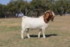 1X BOER GOAT RAM FLOCK PHILIP CRONJE BOERBOKSTOET