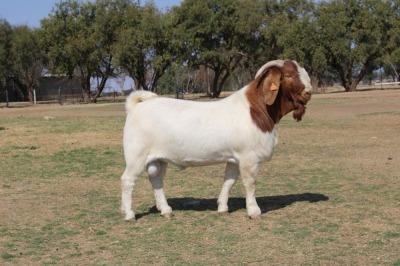 1X BOER GOAT RAM FLOCK PHILIP CRONJE BOERBOKSTOET