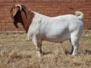 1X BOER GOAT RAM FLOCK KNIPMES BOERBOKSTOET