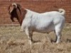 1X BOER GOAT RAM FLOCK KNIPMES BOERBOKSTOET