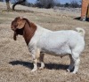 1X BOER GOAT RAM FLOCK KNIPMES BOERBOKSTOET - 2