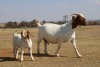 1+1X BOER GOAT OOI/EWE STUD PHILIP CRONJE BOERBOKSTOET