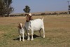 1+1X BOER GOAT OOI/EWE STUD PHILIP CRONJE BOERBOKSTOET - 2