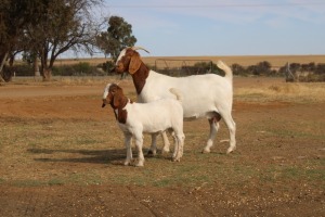 1+1X BOER GOAT OOI/EWE FLOCK PHILIP CRONJE BOERBOKSTOET