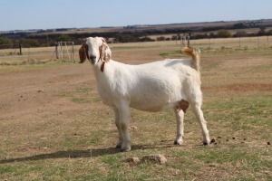 1X BOER GOAT OOI/EWE FLOCK KNIPMES BOERBOKSTOET