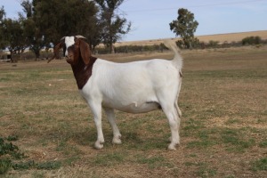 1X BOER GOAT OOI/EWE STUD PHILIP CRONJE BOERBOKSTOET