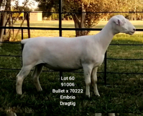 LOT 60 1X WHITE DORPER Larry Snyders STUD