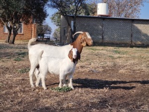 1+1X BOER GOAT OOI/EWE FLOCK KNIPMES BOERBOKSTOET