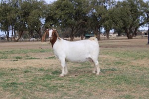 1X BOER GOAT OOI/EWE STUD PHILIP CRONJE BOERBOKSTOET