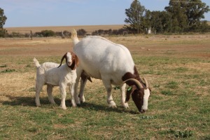 1+1X BOER GOAT OOI/EWE FLOCK PHILIP CRONJE BOERBOKSTOET