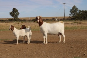 1+2X BOER GOAT OOI/EWE FLOCK PHILIP CRONJE BOERBOKSTOET