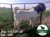 1X BOER GOAT RAM PS MCKAY BOERBOKSTOET