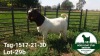 1X BOER GOAT RAM PS MCKAY BOERBOKSTOET - 2