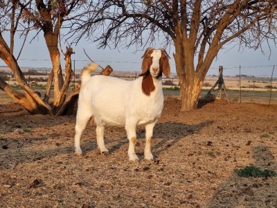 1X BOER GOAT OOI/EWE STUD PHILIP CRONJE BOERBOKSTOET