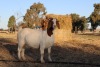 1X BOER GOAT OOI/EWE STUD PHILIP CRONJE BOERBOKSTOET - 2