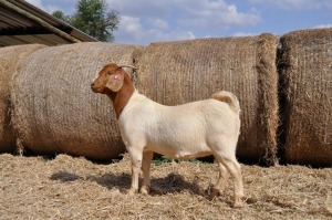 1X BOER GOAT OOI/EWE FLOCK PELSER BOERBOKSTOET