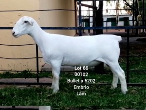 LOT 66 1X WHITE DORPER Larry Snyders TYPE 5