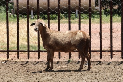 LOT 129 3X MEATMASTER OOIE/EWE OLIVEBRANCH MEATMASTES(PER STUK OM LOT TE NEEM/PER PIECE TO TAKE THE LOT)