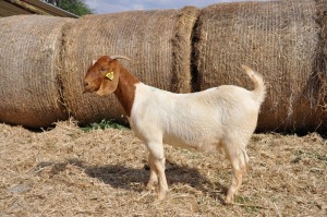 WITHDRAW - 1X BOER GOAT OOI/EWE PELSER BOERBOKSTOET