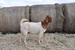 1X BOER GOAT OOI/EWE FLOCK PELSER BOERBOKSTOET