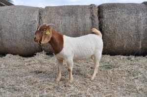 1X BOER GOAT OOI/EWE FLOCK PELSER BOERBOKSTOET