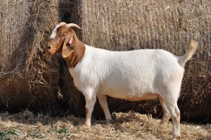 1X BOER GOAT OOI/EWE STUD PELSER BOERBOKSTOET