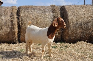 WITHDRAW - 1X BOER GOAT OOI/EWE PELSER BOERBOKSTOET