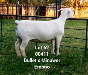 LOT 62 1X WHITE DORPER Larry Snyders FLOCK