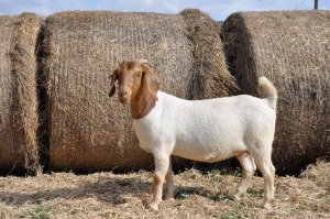 WITHDRAW - 1X BOER GOAT OOI/EWE PELSER BOERBOKSTOET