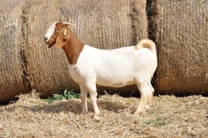 1X BOER GOAT OOI/EWE FLOCK PELSER BOERBOKSTOET