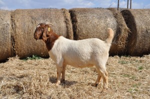 1X BOER GOAT OOI/EWE FLOCK PELSER BOERBOKSTOET