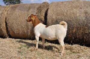 1X BOER GOAT OOI/EWE FLOCK PELSER BOERBOKSTOET