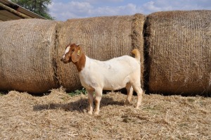 1X BOER GOAT OOI/EWE FLOCK PELSER BOERBOKSTOET