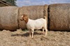 1X BOER GOAT OOI/EWE FLOCK PELSER BOERBOKSTOET - 2