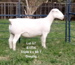 LOT 67 1X WHITE DORPER Larry Snyders STUD