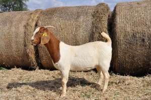 1X BOER GOAT OOI/EWE FLOCK PELSER BOERBOKSTOET