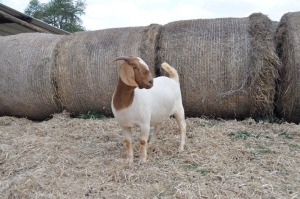 1X BOER GOAT OOI/EWE STUD PELSER BOERBOKSTOET