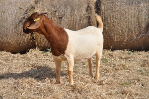 1X BOER GOAT OOI/EWE FLOCK PELSER BOERBOKSTOET