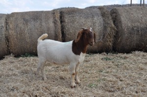 1X BOER GOAT OOI/EWE FLOCK PELSER BOERBOKSTOET